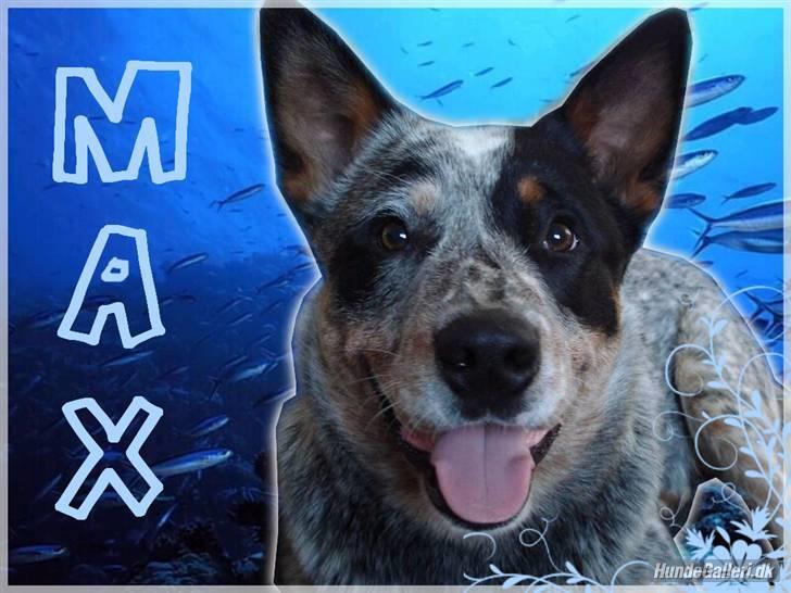 Australsk cattledog Max billede 20