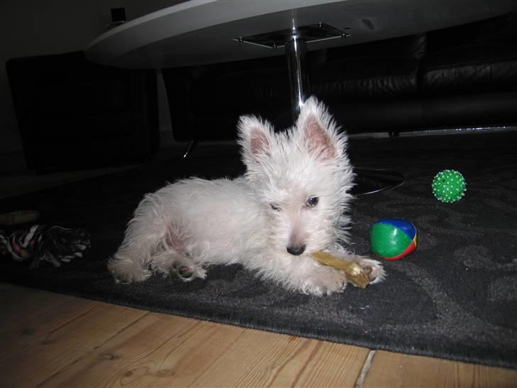 West highland white terrier Baloo - har lige fået mig et tyggeben.. Mums billede 4