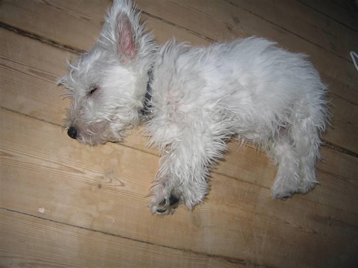 West highland white terrier Baloo - vi kan jo alle få brug for en morfar.. smil billede 5