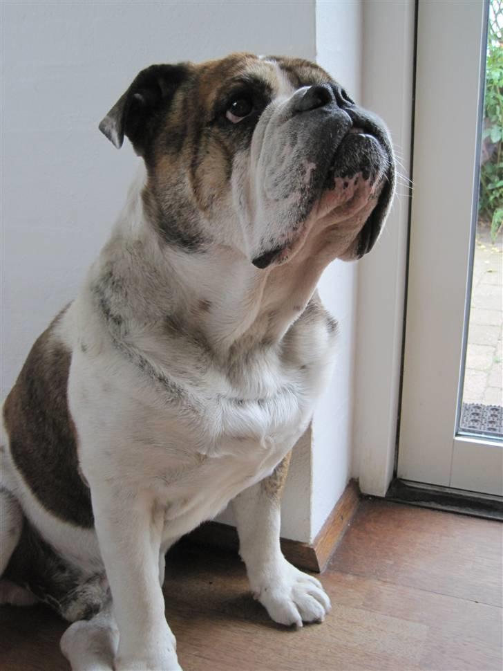 Olde english bulldogge Mr. Møller billede 20