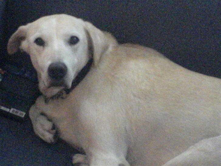 Blanding af racer Thor billede 1