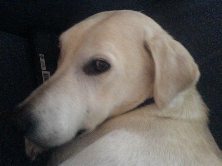 Blanding af racer Thor billede 2