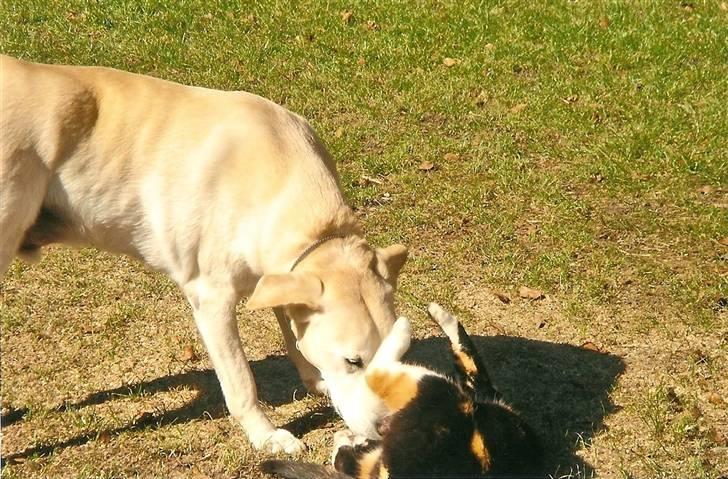 Blanding af racer Thor billede 3