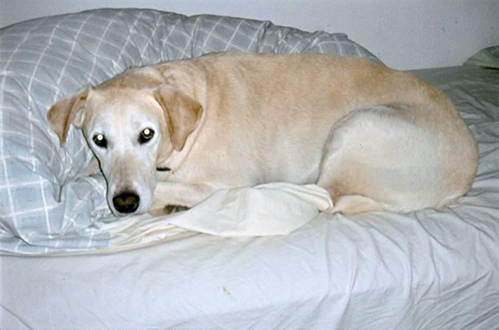 Blanding af racer Thor billede 4