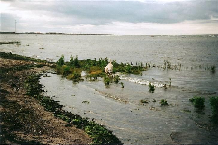 Blanding af racer Thor - thor på stranden :) billede 5