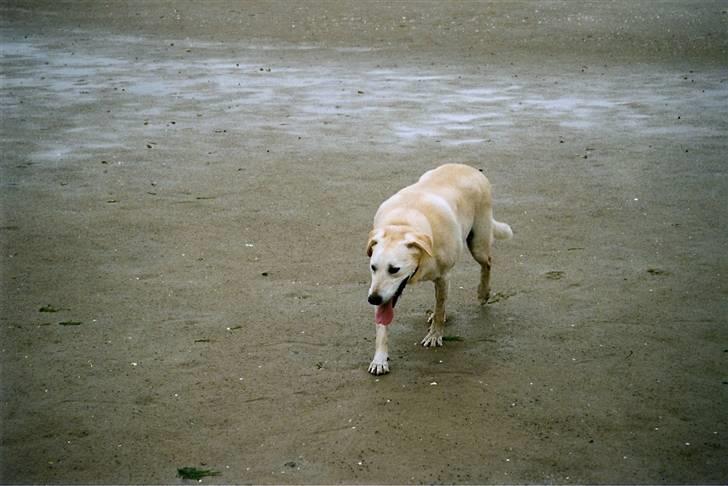 Blanding af racer Thor billede 6