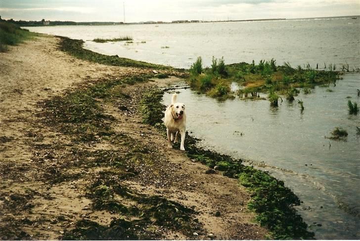 Blanding af racer Thor billede 7