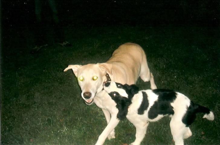 Blanding af racer Thor - amica og thor der leger ;) billede 8