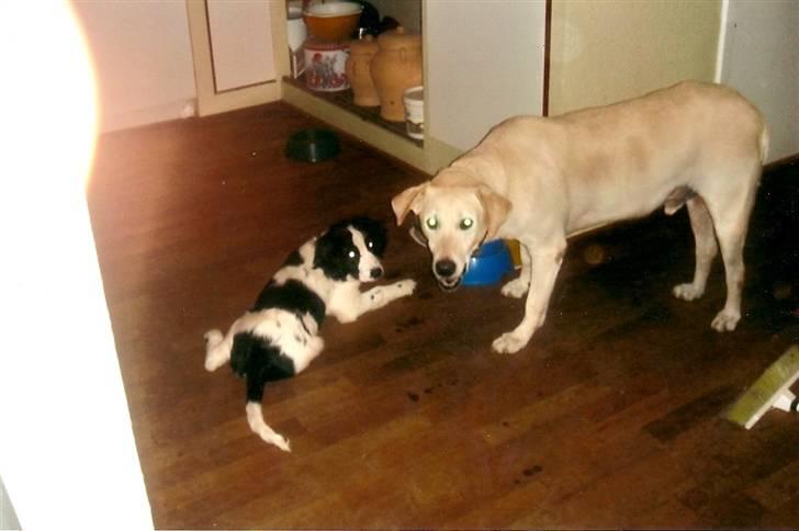 Blanding af racer Thor billede 9