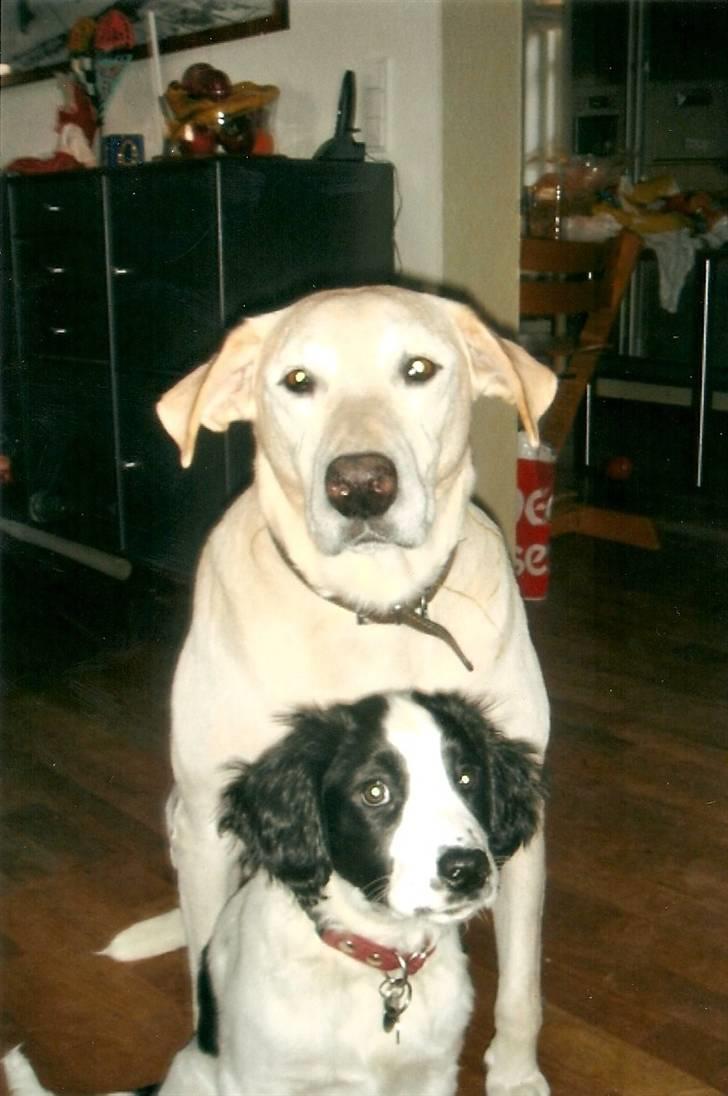 Blanding af racer Thor billede 10