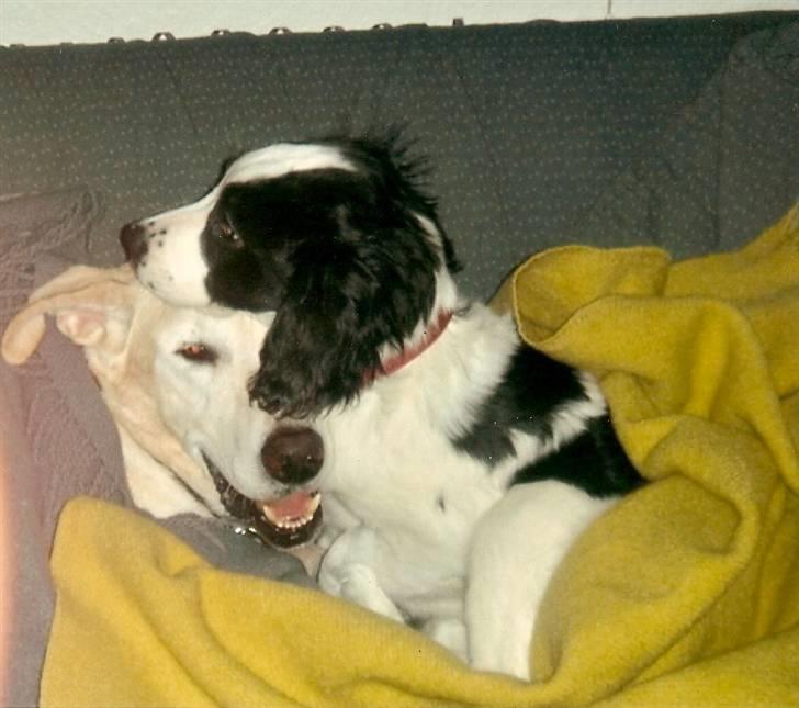 Blanding af racer Thor - man må gerne være i sofaen nytårs aften ;) amica forstod ik helt hvorfor han var så bange.. billede 11