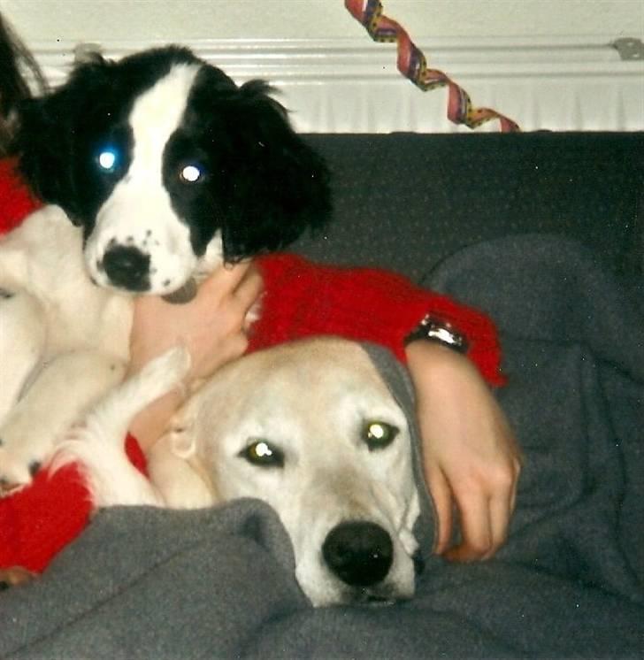 Blanding af racer Thor billede 12