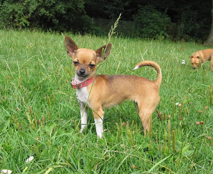 Chihuahua *~ Shika ~* R.I.P - Model-stilling! ;o) billede 9