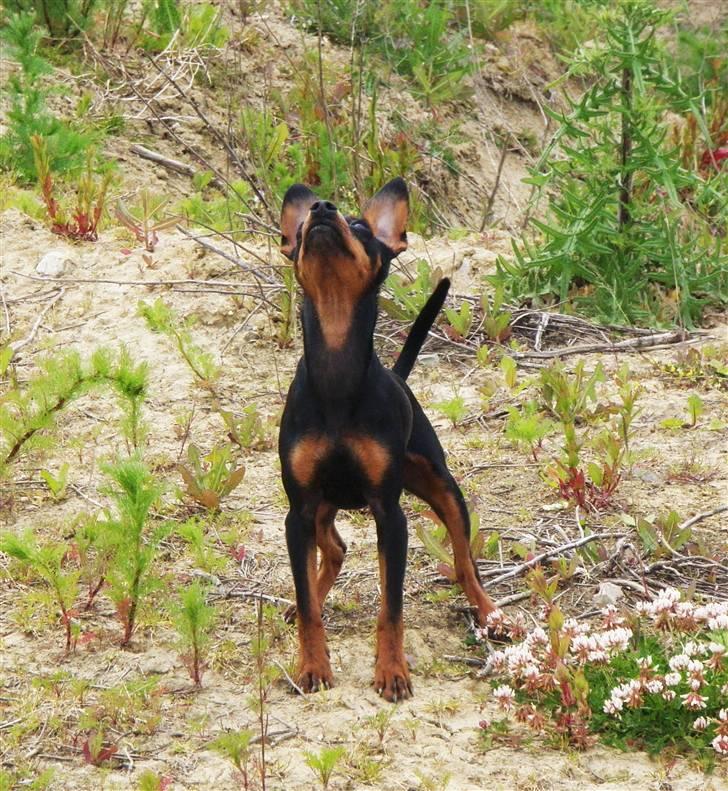 Dvaergpinscher TiCo (King) billede 10
