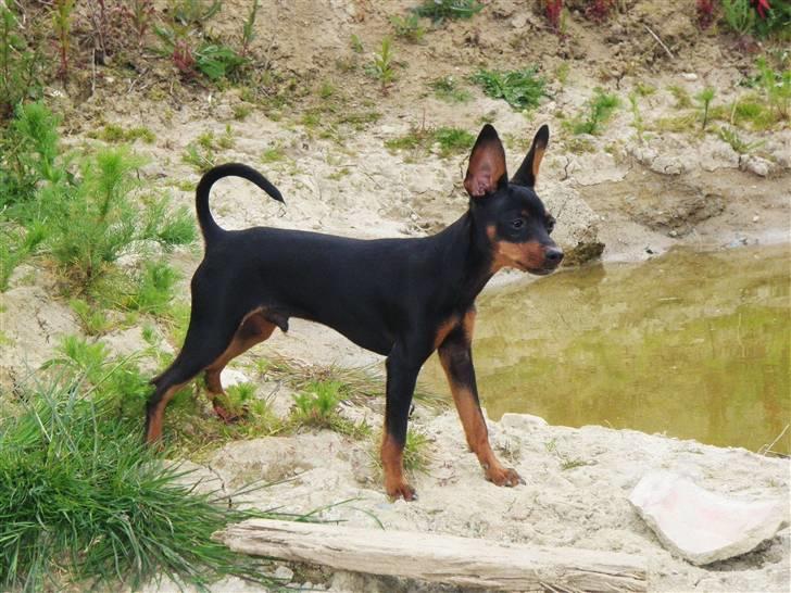 Dvaergpinscher TiCo (King) billede 11