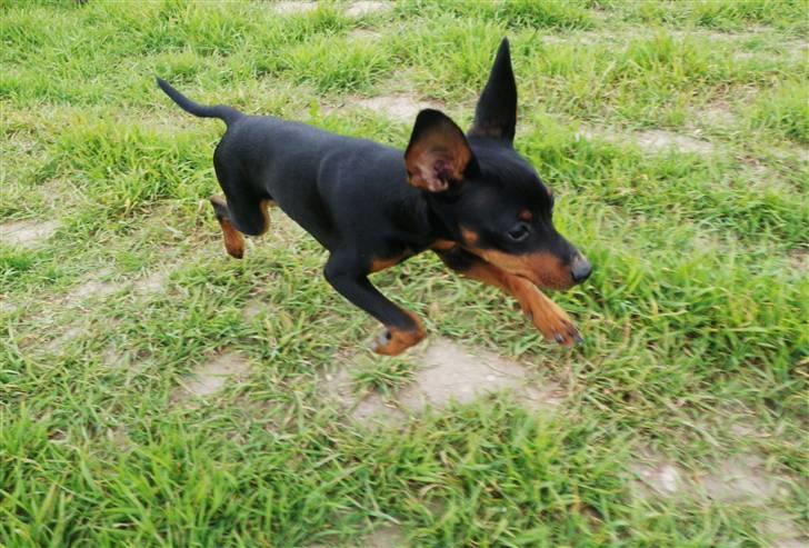 Dvaergpinscher TiCo (King) billede 12