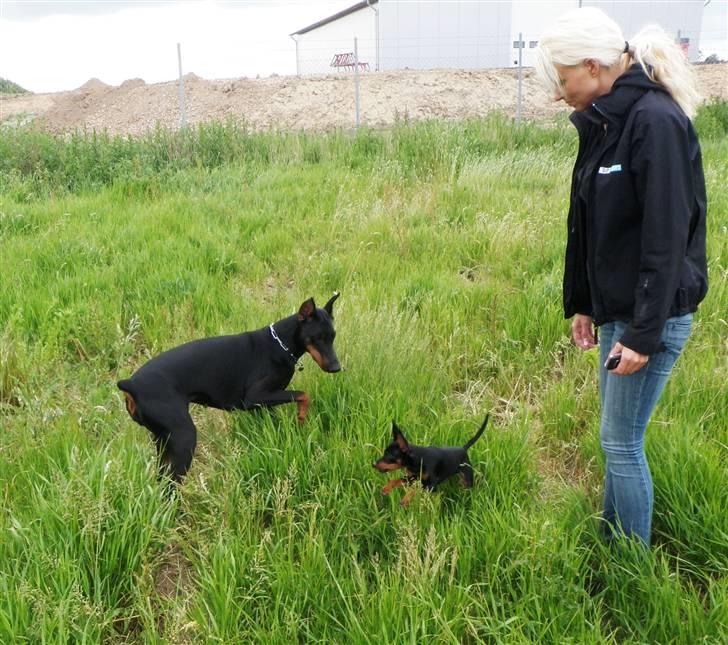 Dvaergpinscher TiCo (King) billede 13