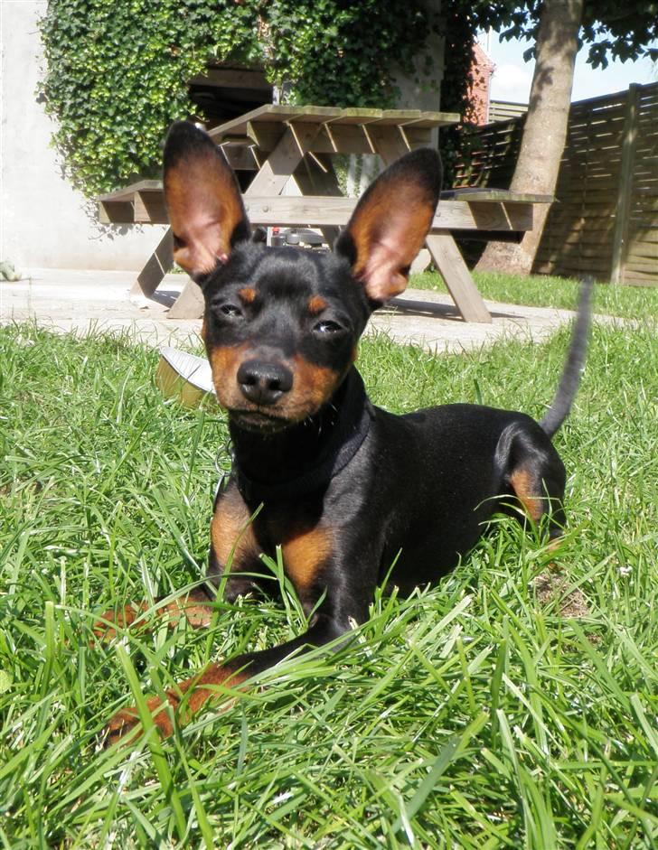 Dvaergpinscher TiCo (King) billede 14