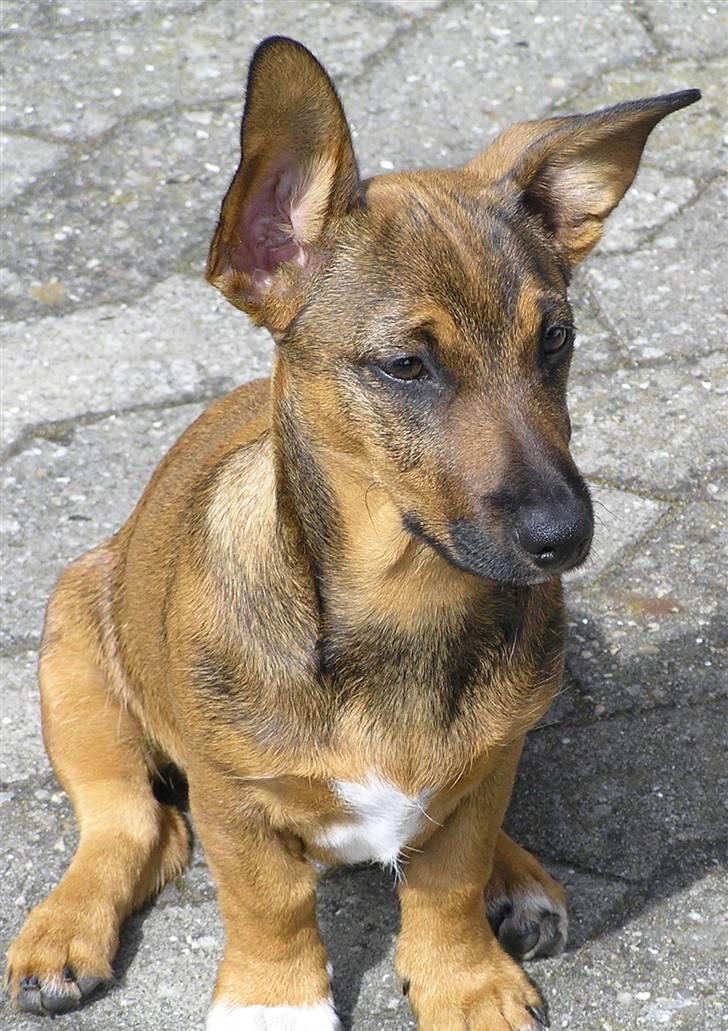 Blanding af racer Freja billede 1