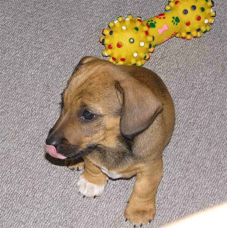 Blanding af racer Freja billede 2