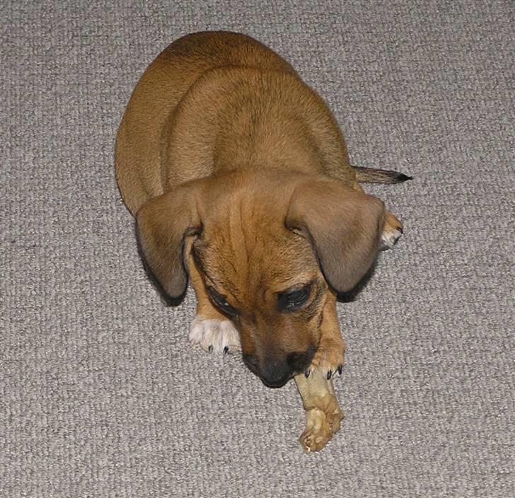 Blanding af racer Freja billede 4