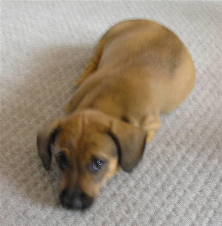 Blanding af racer Freja billede 5