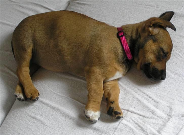 Blanding af racer Freja billede 6