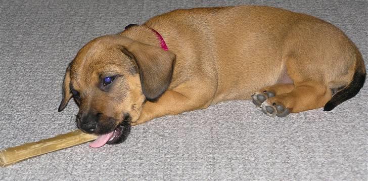 Blanding af racer Freja billede 8