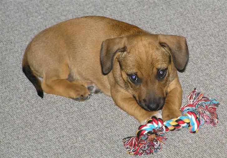 Blanding af racer Freja billede 9