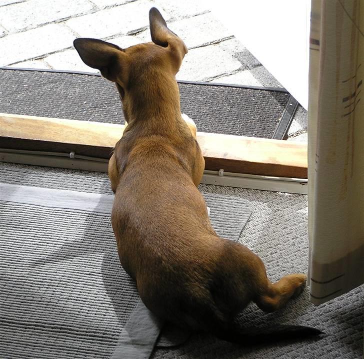 Blanding af racer Freja billede 10