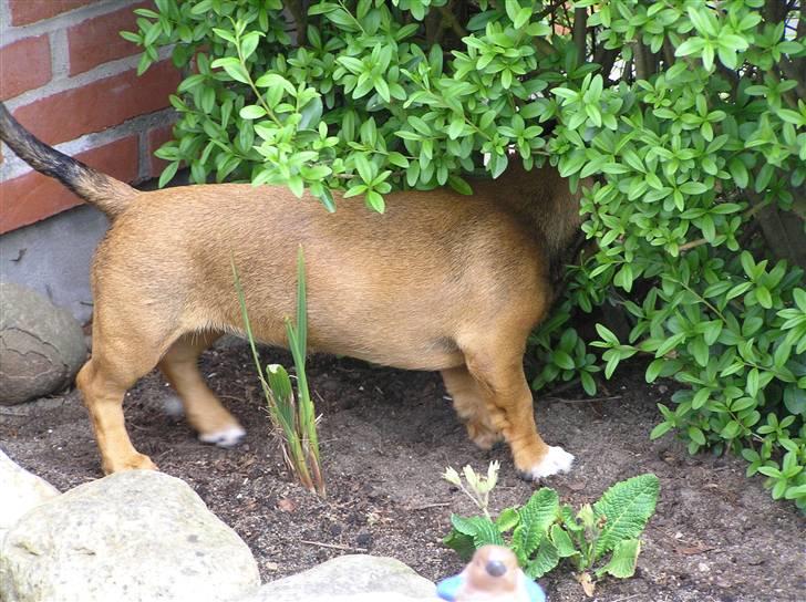 Blanding af racer Freja billede 11