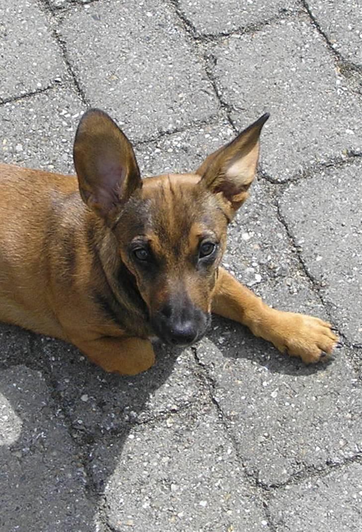 Blanding af racer Freja billede 12