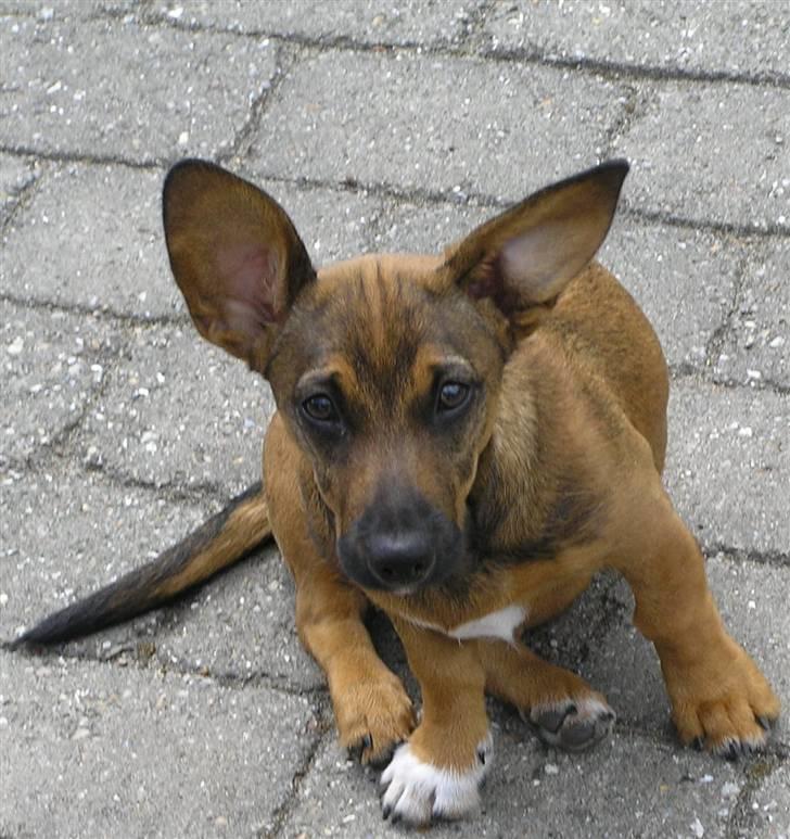 Blanding af racer Freja billede 13