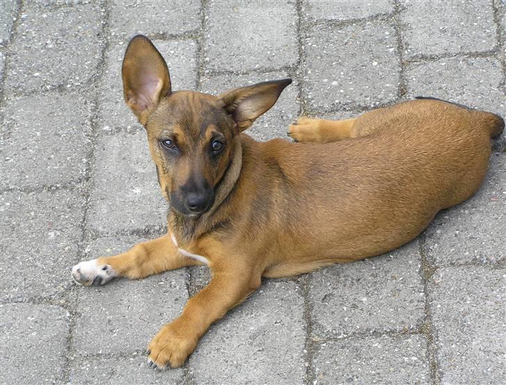 Blanding af racer Freja billede 14