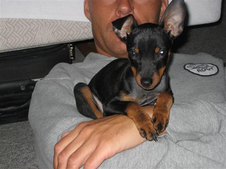 Dvaergpinscher Bastian - slapper billede 10