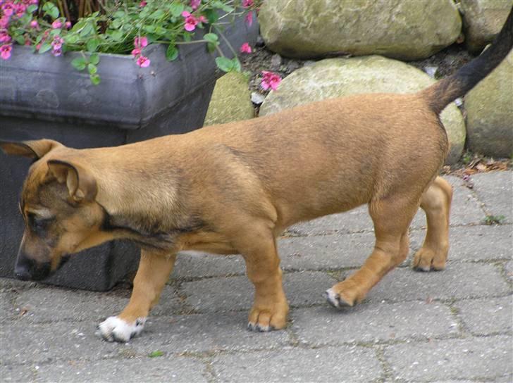 Blanding af racer Freja billede 15