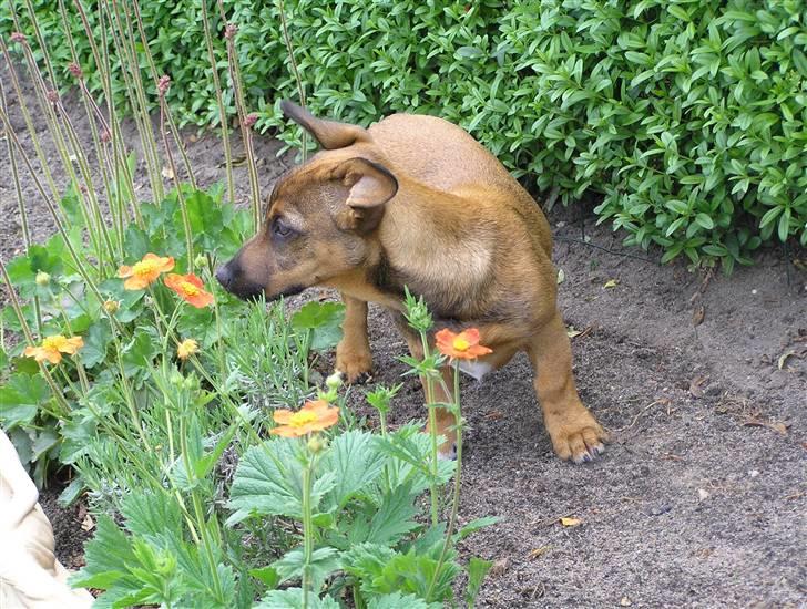 Blanding af racer Freja billede 16