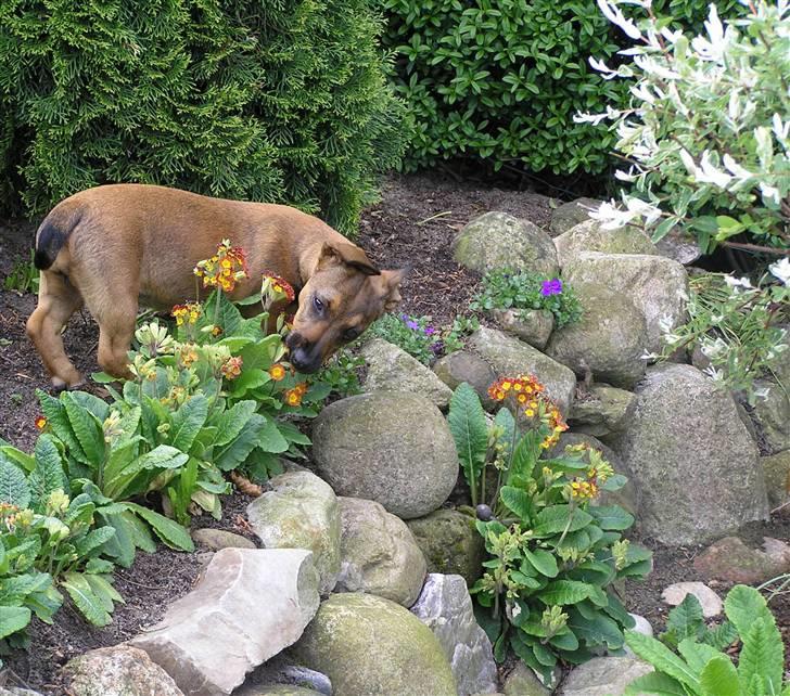 Blanding af racer Freja billede 17