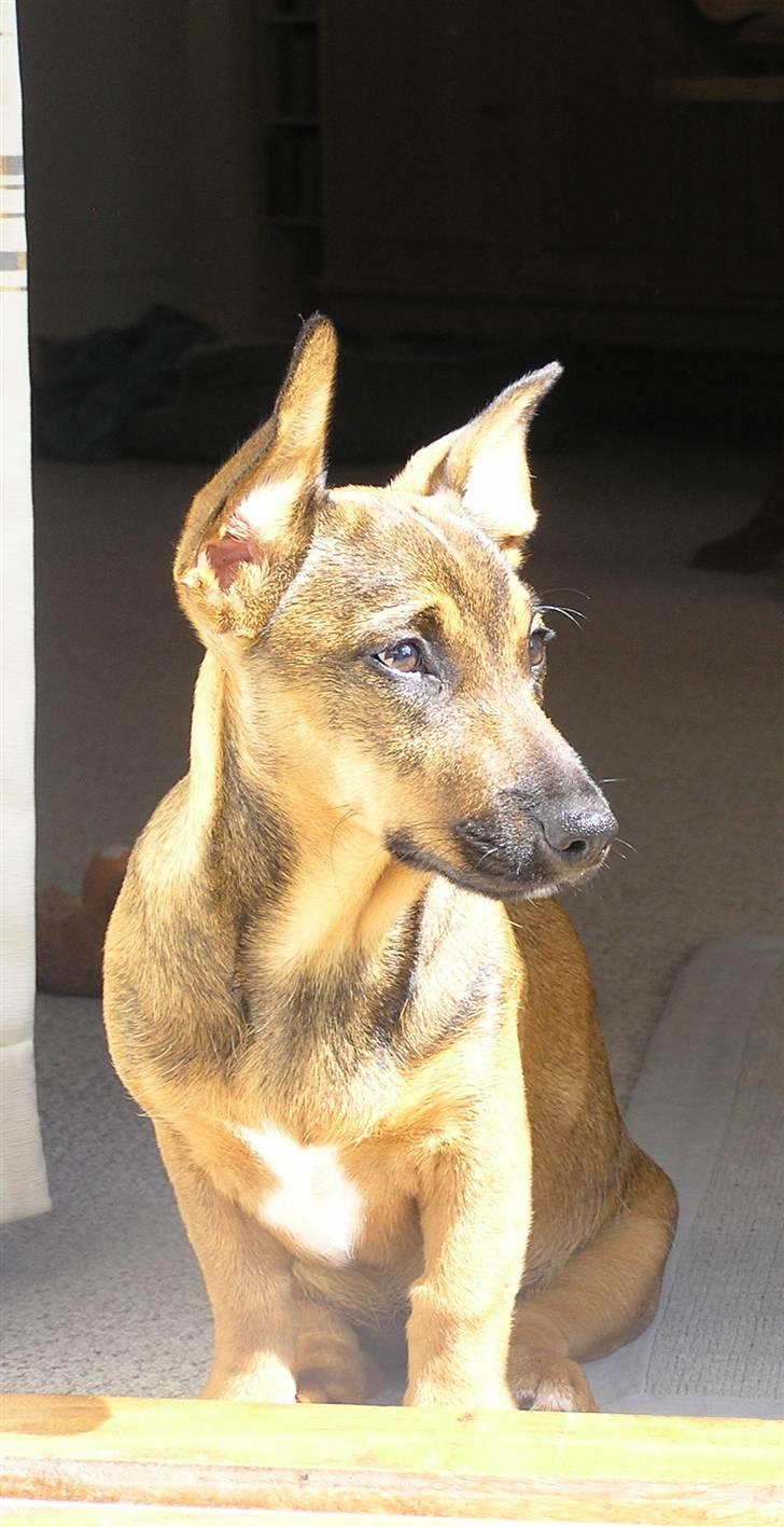 Blanding af racer Freja billede 18