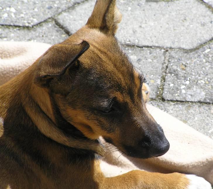 Blanding af racer Freja billede 19