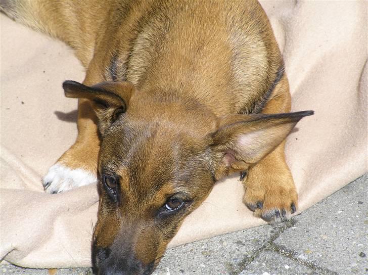 Blanding af racer Freja billede 20