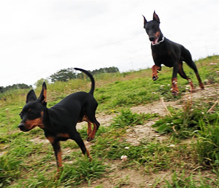 Dvaergpinscher TiCo (King) billede 15