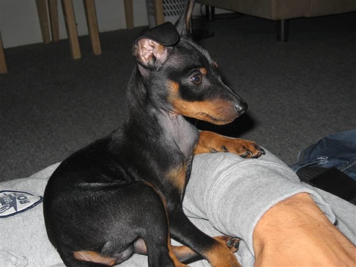 Dvaergpinscher Bastian - ser lidt tv billede 11