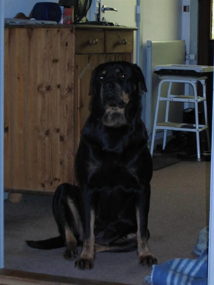 Rottweiler Nikki  *R.I.P.* billede 10