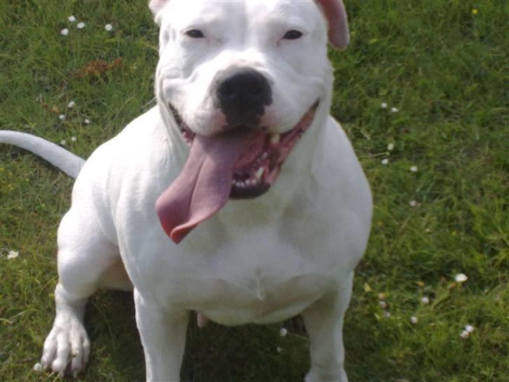 Amerikansk bulldog Freja billede 1