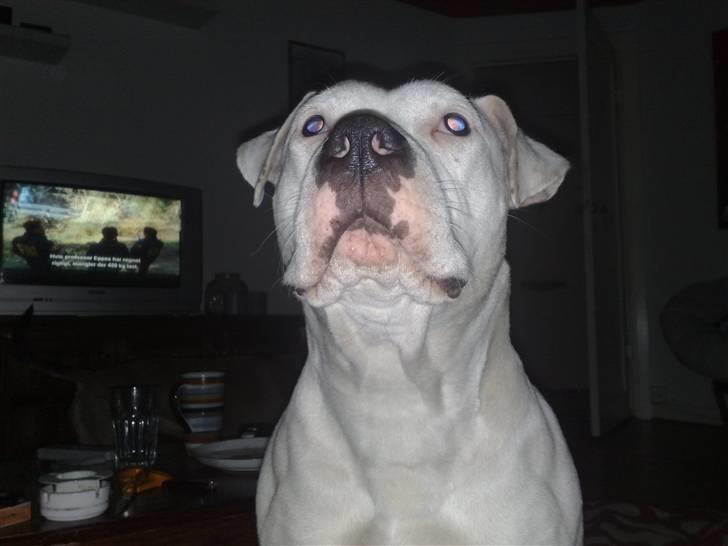 Amerikansk bulldog Freja billede 2