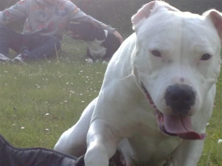 Amerikansk bulldog Freja billede 3