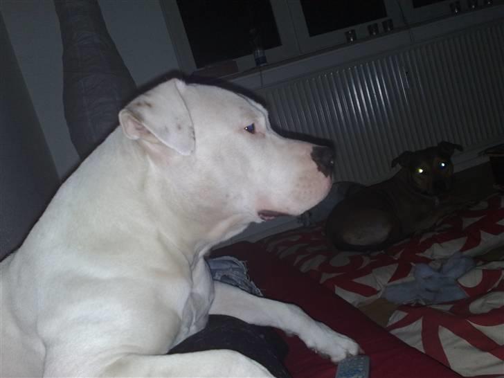 Amerikansk bulldog Freja billede 4