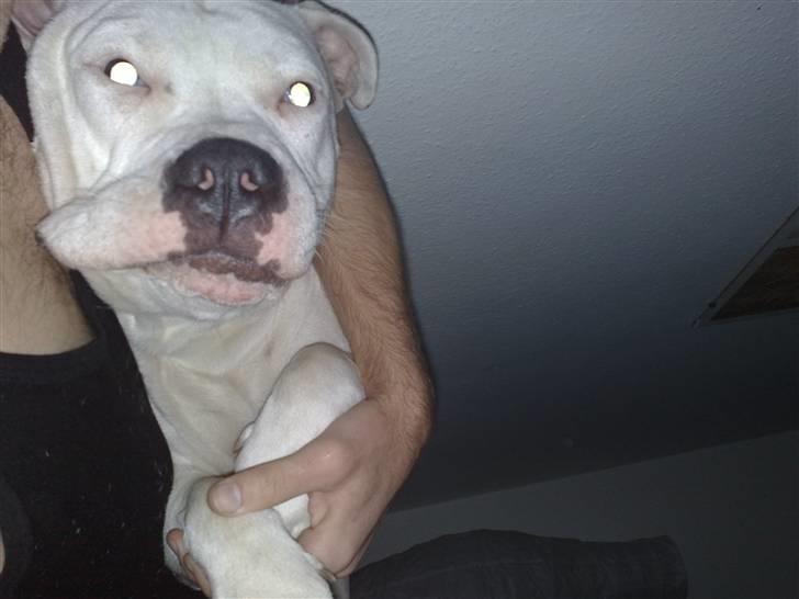 Amerikansk bulldog Freja billede 5