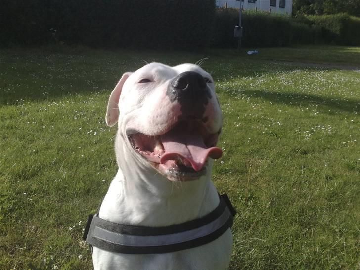 Amerikansk bulldog Freja billede 6